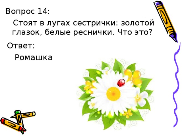 Ответ:  Ромашка 