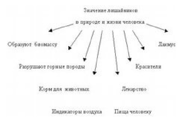 Схема роль лишайников в природе и жизни человека