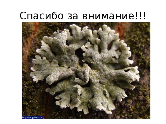 Спасибо за внимание!!! 