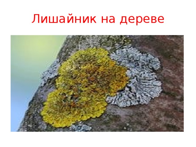 Лишайник на дереве 