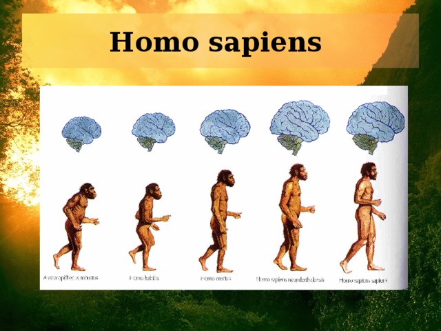 Homo sapiens  