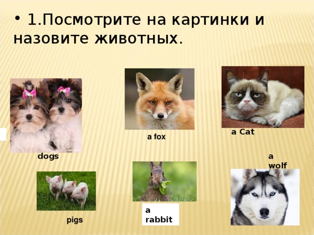 a wolf   1.Посмотрите на картинки и назовите животных. a Cat  а fox   dogs a rabbit  pigs  