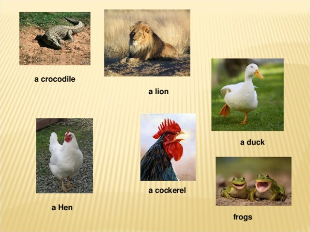 а crocodile а lion а duck а cockerel а Hen frogs 