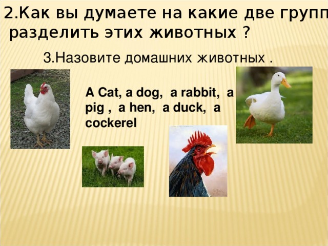 2.Как вы думаете на какие две группы можно  разделить этих животных ?  3.Назовите домашних животных . А Cat , а dog , а rabbit , а pig , а hen , а duck , а cockerel 