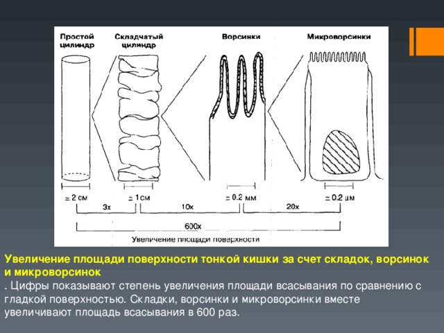 Увеличение м. Увеличение площади поверхности. Площадь тонкого кишечника. Площадь всасывания тонкой кишки.