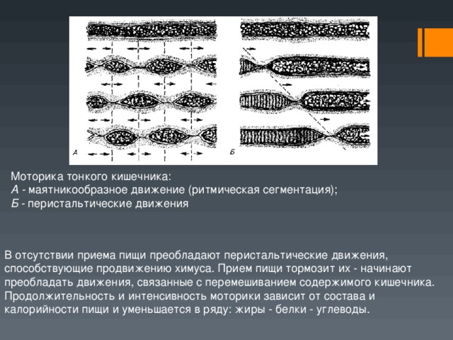 Перистальтика кишечника