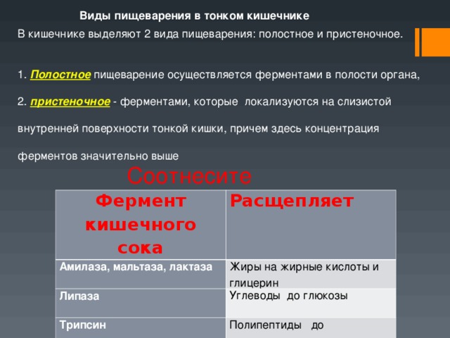 Кишечно выделяемое. Виды пищеварения в тонком. Виды пищеварения в тонком кишечнике. Типы переваривания в кишечнике.