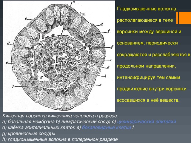 Какая структура образует медиальную стенку воронки