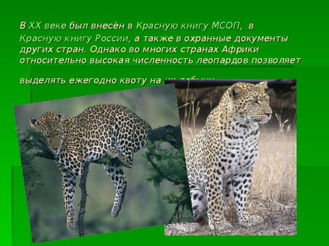 В  XX веке  был внесён в  Красную книгу МСОП ,  в  Красную книгу России , а также в охранные документы других стран. Однако во многих странах Африки относительно высокая численность леопардов позволяет выделять ежегодно квоту на их добычу.  