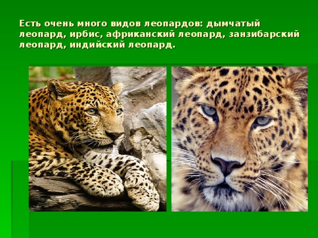 Есть очень много видов леопардов: дымчатый леопард, ирбис, африканский леопард, занзибарский леопард, индийский леопард. 