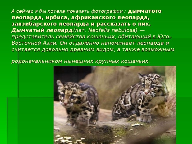 А сейчас я бы хотела показать фотографии : дымчатого леопарда, ирбиса, африканского леопарда, занзибарского леопарда и рассказать о них.  Дымчатый леопард (лат. Neofelis nebulosa) — представитель семейства кошачьих, обитающий в Юго-Восточной Азии. Он отдалённо напоминает леопарда и считается довольно древним видом, а также возможным родоначальником нынешних крупных кошачьих.  