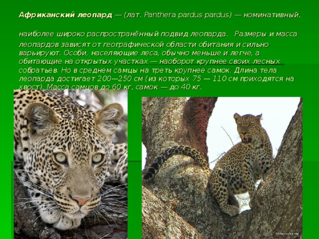 Африканский леопард  — (лат. Panthera pardus pardus) — номинативный, наиболее широко распространённый подвид леопарда.  Размеры и масса леопардов зависят от географической области обитания и сильно варьируют. Особи, населяющие леса, обычно меньше и легче, а обитающие на открытых участках — наоборот крупнее своих лесных собратьев. Но в среднем самцы на треть крупнее самок. Длина тела леопарда достигает 200—250 см (из которых 75 — 110 см приходятся на хвост). Масса самцов до 60 кг, самок — до 40 кг. 