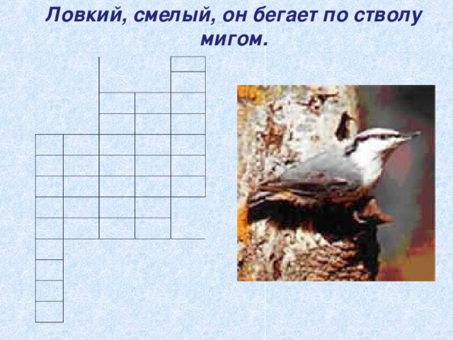 Ловкий, смелый, он бегает по стволу мигом. 