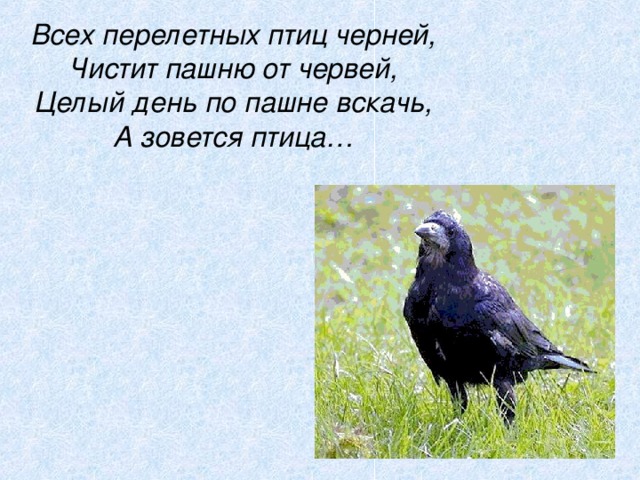 Всех перелетных птиц черней,  Чистит пашню от червей,  Целый день по пашне вскачь,  А зовется птица… 