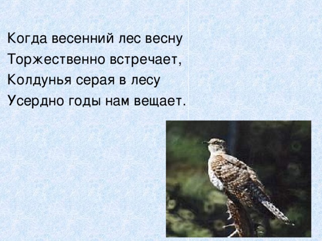 Когда весенний лес весну Торжественно встречает, Колдунья серая в лесу Усердно годы нам вещает. 