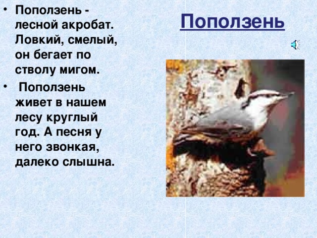 Поползень Поползень - лесной акробат. Ловкий, смелый, он бегает по стволу мигом.  Поползень живет в нашем лесу круглый год. А песня у него звонкая, далеко слышна. 