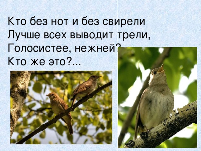 Кто без нот и без свирели  Лучше всех выводит трели,  Голосистее, нежней?  Кто же это?... 