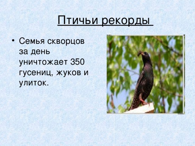 Птичьи рекорды Семья скворцов за день уничтожает 350 гусениц, жуков и улиток. 