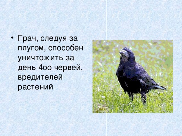 Грач, следуя за плугом, способен уничтожить за день 4оо червей, вредителей растений 