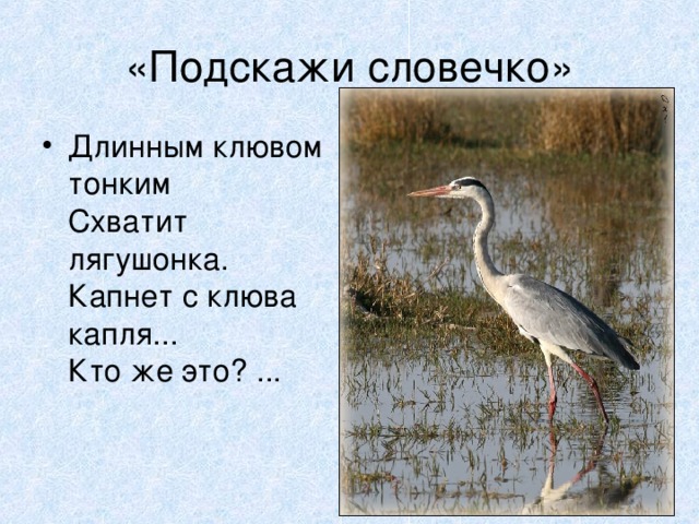 «Подскажи словечко» Длинным клювом тонким  Схватит лягушонка.  Капнет с клюва капля...  Кто же это? ...   