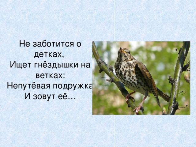 Не заботится о детках,  Ищет гнёздышки на ветках:  Непутёвая подружка  И зовут её… 