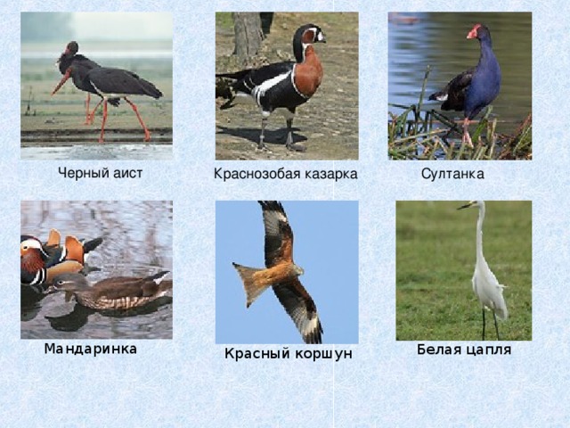  Белая цапля Черный аист Краснозобая казарка Султанка Мандаринка   Красный коршун 