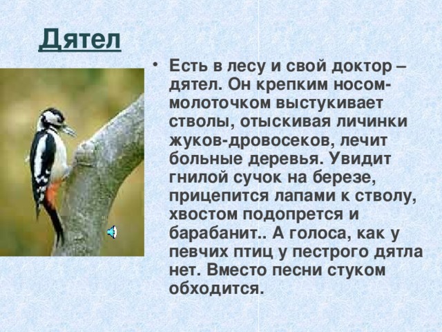 Дятел Есть в лесу и свой доктор – дятел. Он крепким носом-молоточком выстукивает стволы, отыскивая личинки жуков-дровосеков, лечит больные деревья. Увидит гнилой сучок на березе, прицепится лапами к стволу, хвостом подопрется и барабанит.. А голоса, как у певчих птиц у пестрого дятла нет. Вместо песни стуком обходится. 