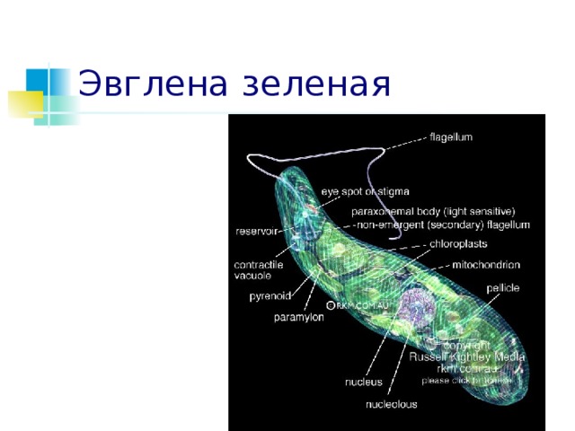 Эвглена зеленая 