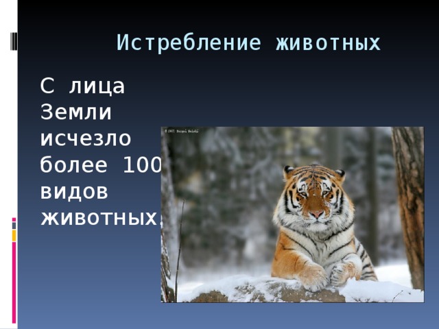  Истребление животных С лица Земли исчезло более 100 видов животных. 