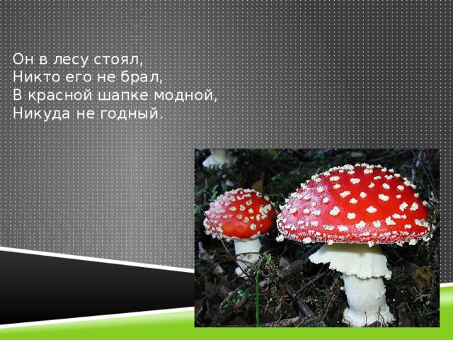 Проходить или пройти красной. Загадка он в лесу стоял никто его не брал. Он в лесу стоял никто его не брал в красной шапке. В красной шапке модной никуда негодный. Он в лесу стоял.