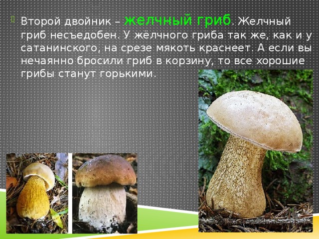 Есть гриб желчный. Ложный белый сатанинский гриб. Желчный гриб и сатанинский гриб. Белый гриб желчный гриб сатанинский гриб. Грибы двойники сатанинский гриб.