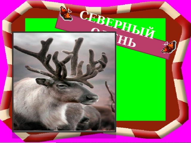 Северный олень 