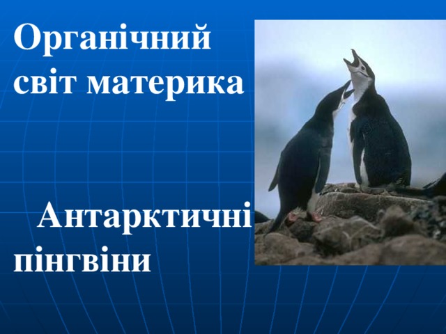 Органічний світ материка   Антарктичні пінгвіни 