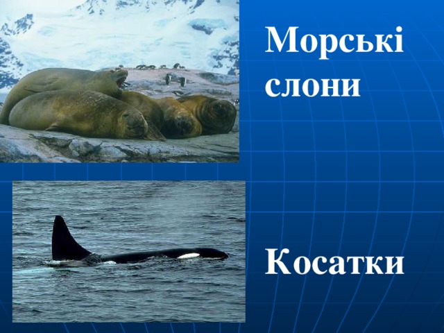 Морські слони    Косатки 