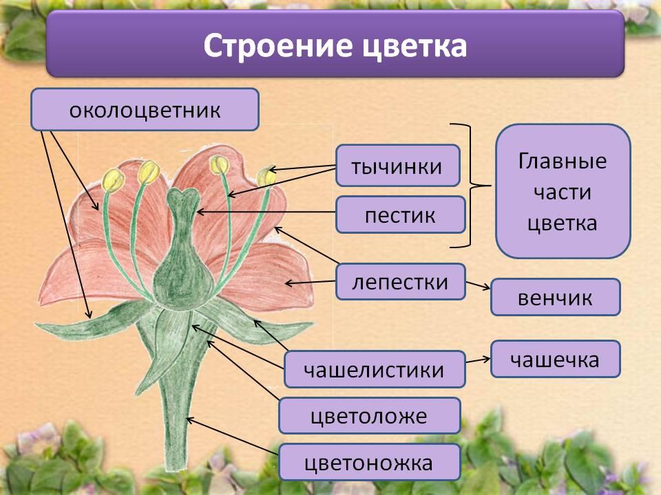 Биология 5 класс проект на тему растения роза