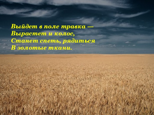 Вырастут поля. Выйдет в поле травка вырастет и Колос. Вышла в поле травка, вырастить и Колос. Вырос в поле колосок. Что растет в поле.