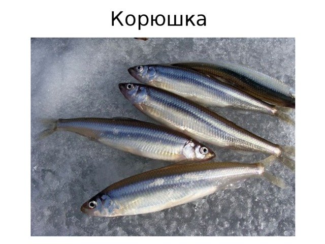 Корюшка 