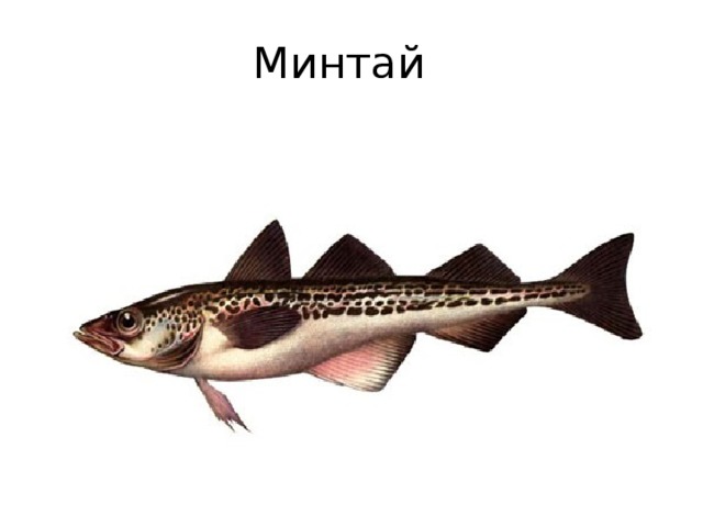 Минтай 