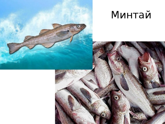 Минтай 