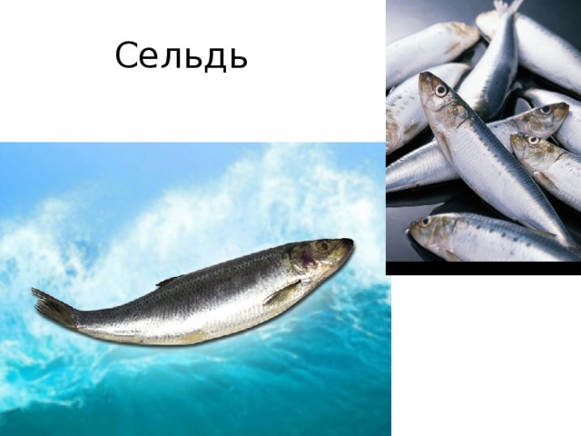 Сельдь 