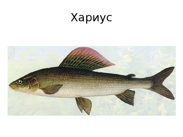 Хариус 