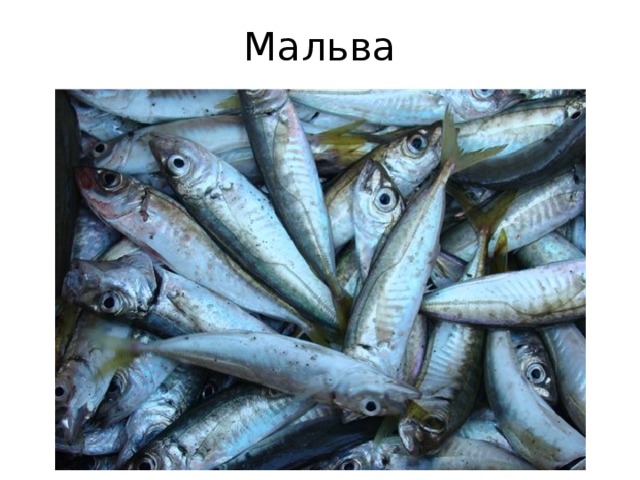 Мальва 