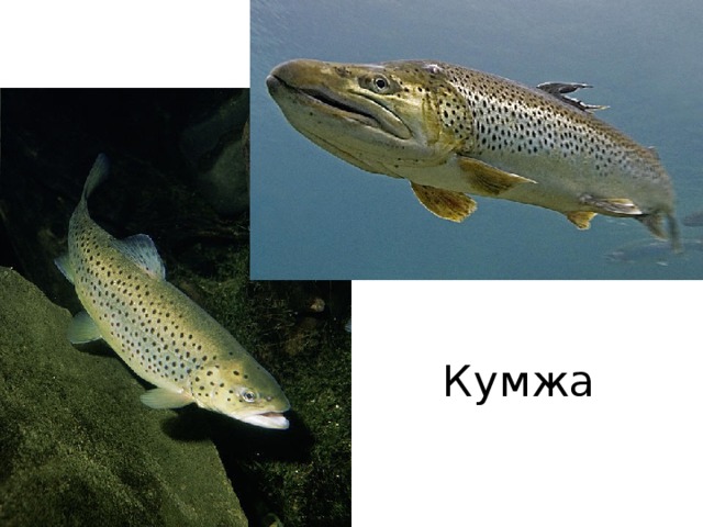 Кумжа 