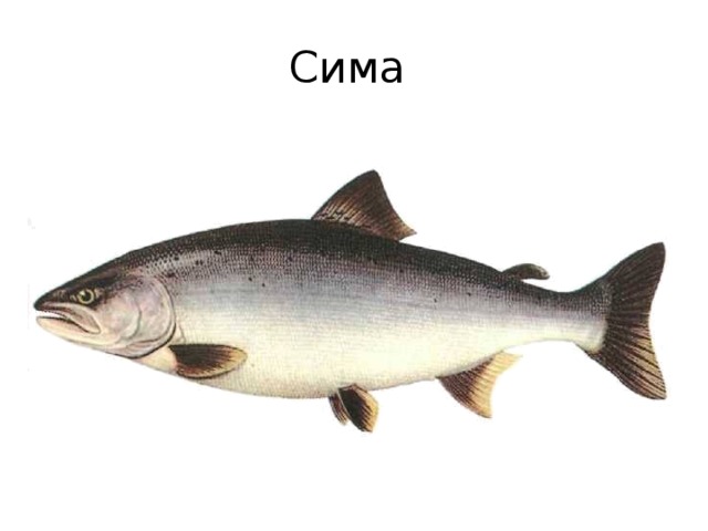 Сима 