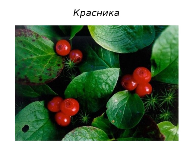 Красника   