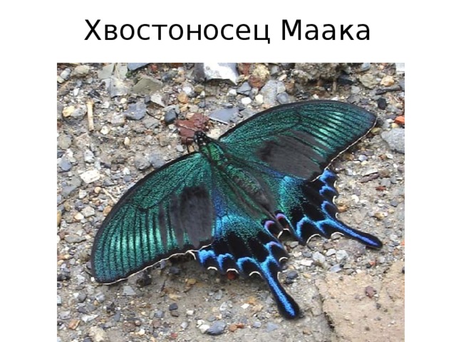 Хвостоносец Маака 