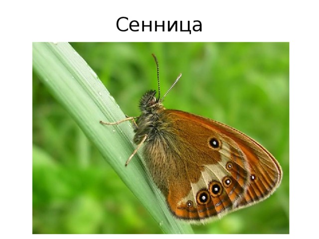 Сенница 