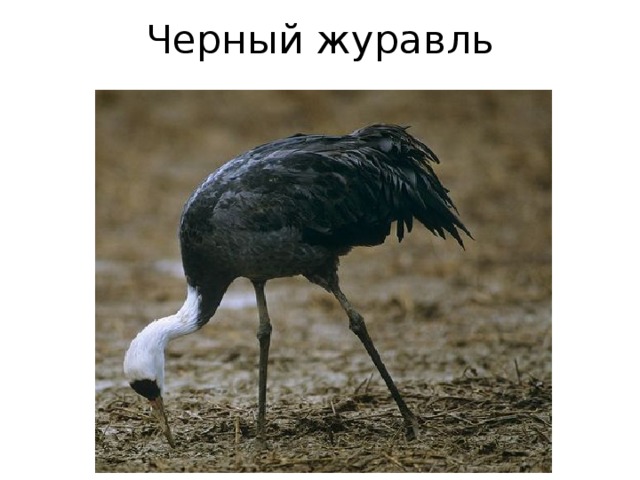 Черный журавль 