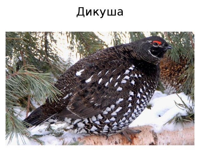 Дикуша 