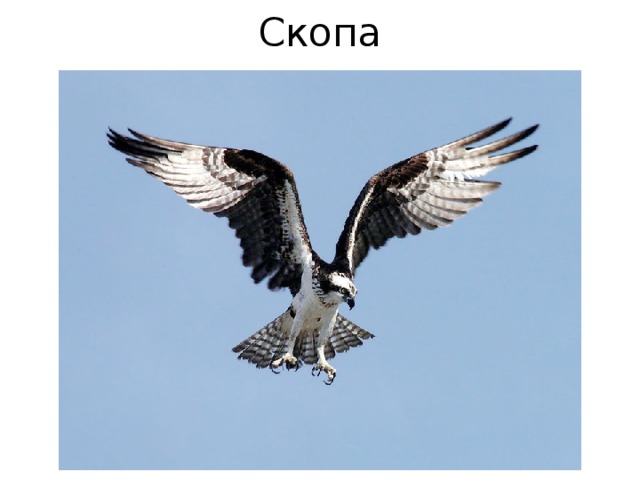 Скопа 